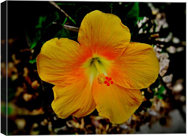 Yellow Hibiscus Flower Canvas Print by Geoffrey Higges