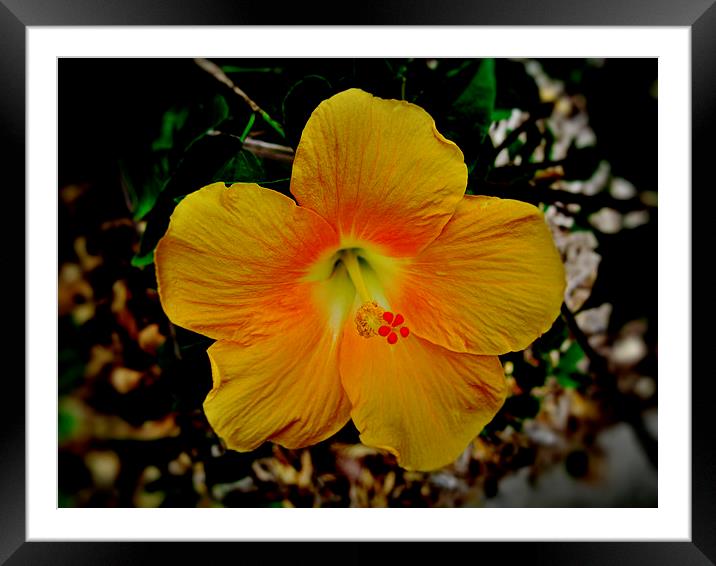Yellow Hibiscus Flower Framed Mounted Print by Geoffrey Higges