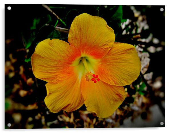 Yellow Hibiscus Flower Acrylic by Geoffrey Higges