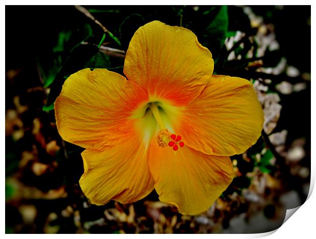 Yellow Hibiscus Flower Print by Geoffrey Higges