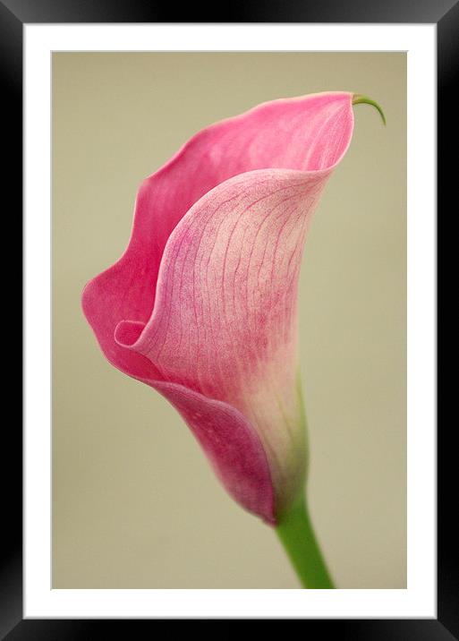 Arum Lily Framed Mounted Print by Colin Tracy