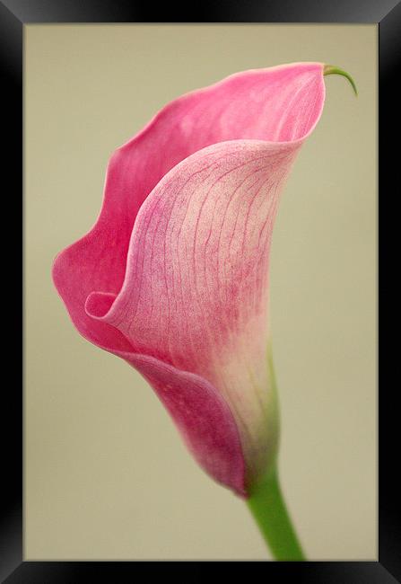 Arum Lily Framed Print by Colin Tracy