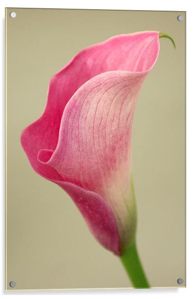 Arum Lily Acrylic by Colin Tracy