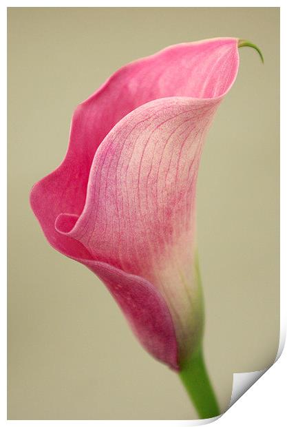 Arum Lily Print by Colin Tracy