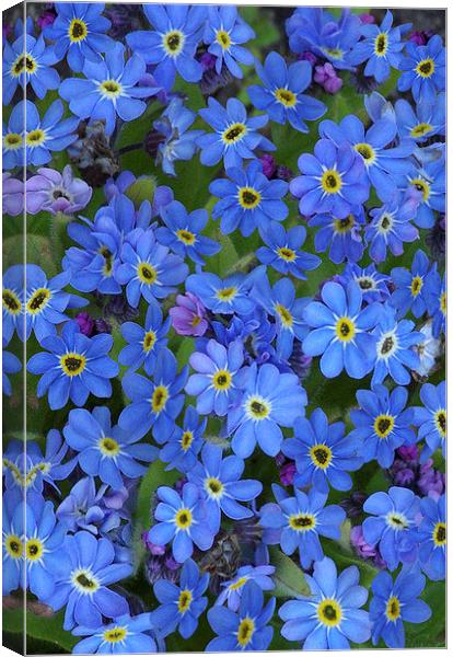 Forget-Me-Nots Canvas Print by Colin Tracy