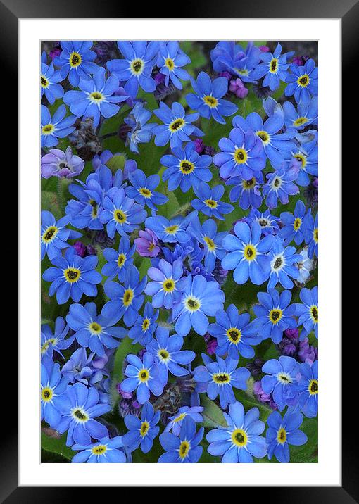 Forget-Me-Nots Framed Mounted Print by Colin Tracy
