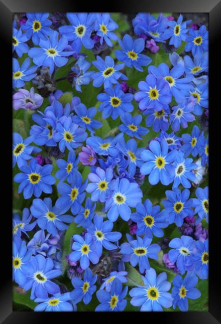 Forget-Me-Nots Framed Print by Colin Tracy
