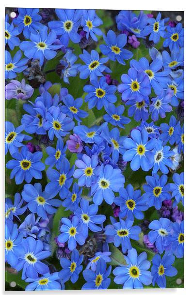 Forget-Me-Nots Acrylic by Colin Tracy