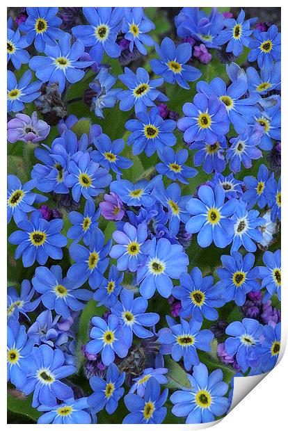 Forget-Me-Nots Print by Colin Tracy