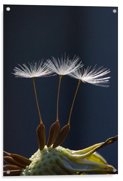 Three Dandelion Seeds Acrylic by Colin Tracy