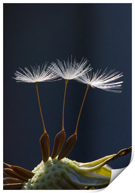 Three Dandelion Seeds Print by Colin Tracy