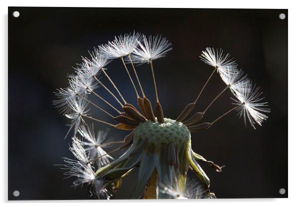 Dandelion Seedhead 3 Acrylic by Colin Tracy