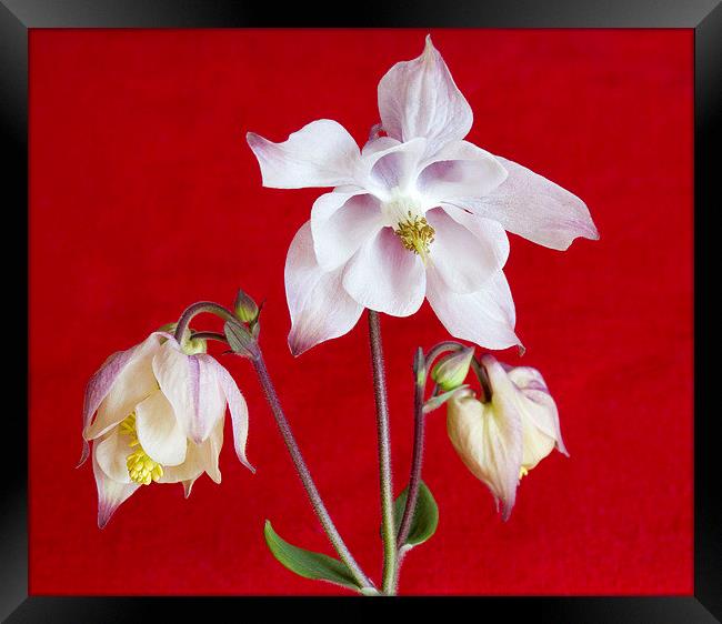 Aquilegia on Red Framed Print by Colin Tracy