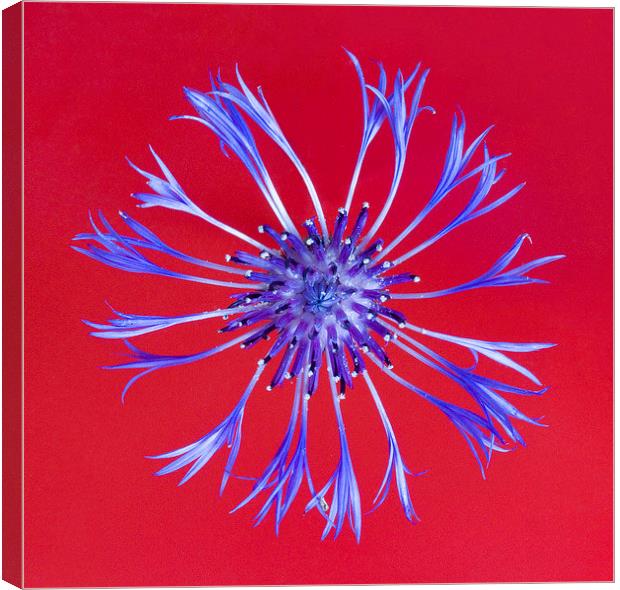 Perennial Cornflower on Red Canvas Print by Colin Tracy