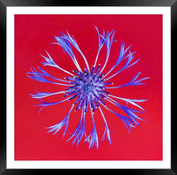 Perennial Cornflower on Red Framed Mounted Print by Colin Tracy