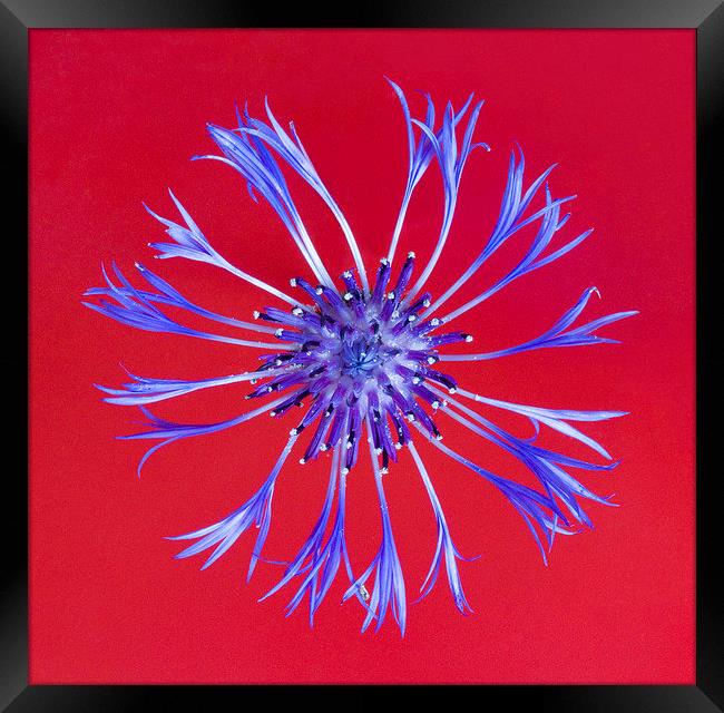 Perennial Cornflower on Red Framed Print by Colin Tracy