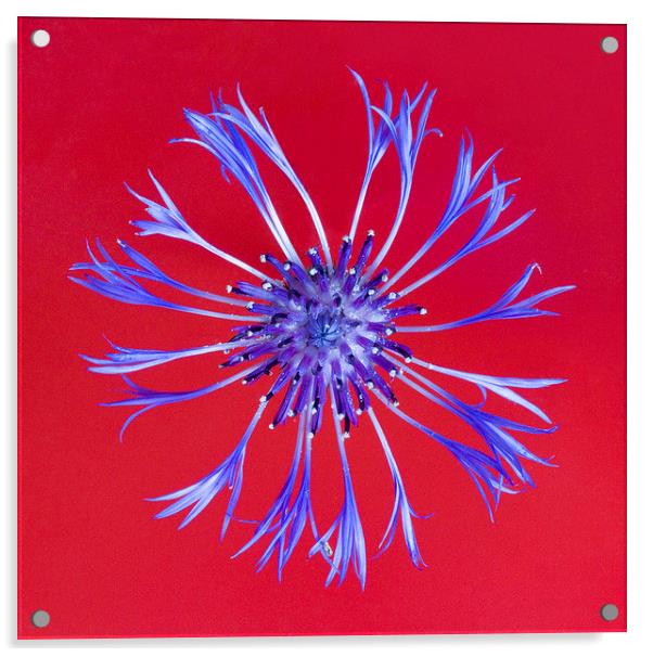 Perennial Cornflower on Red Acrylic by Colin Tracy