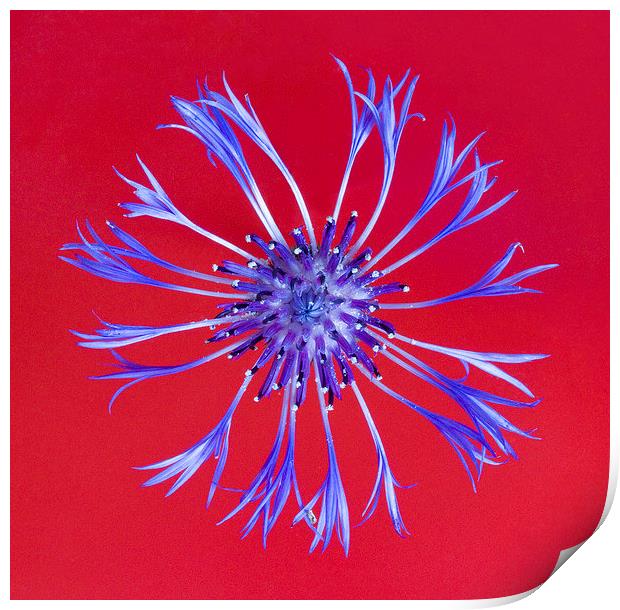Perennial Cornflower on Red Print by Colin Tracy