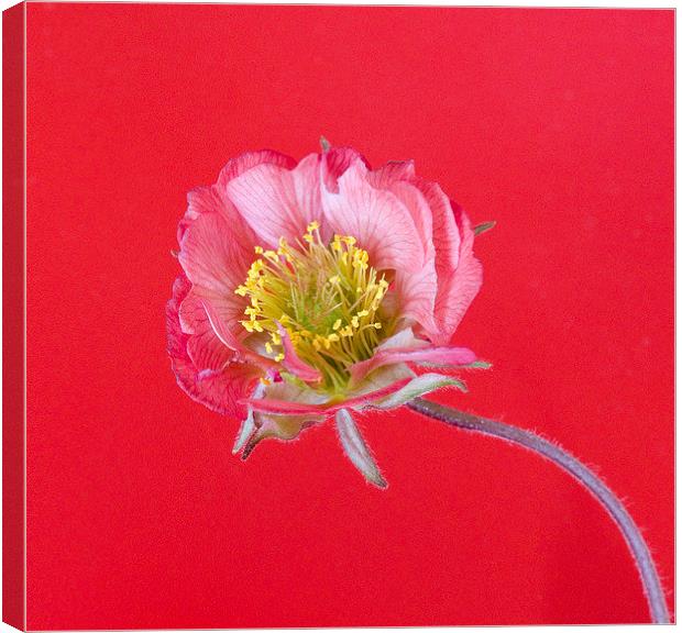 Geum Canvas Print by Colin Tracy