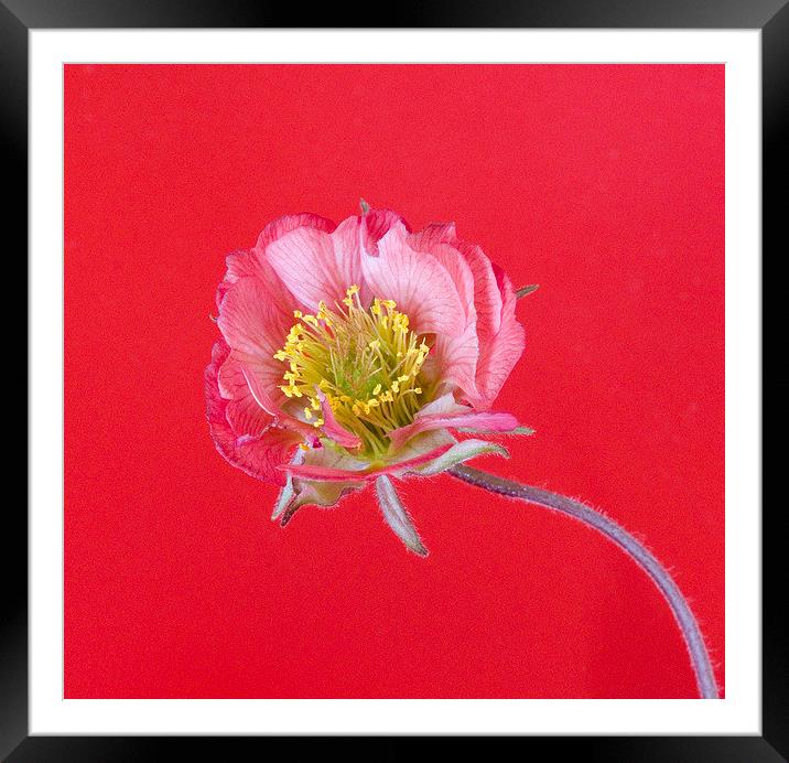 Geum Framed Mounted Print by Colin Tracy