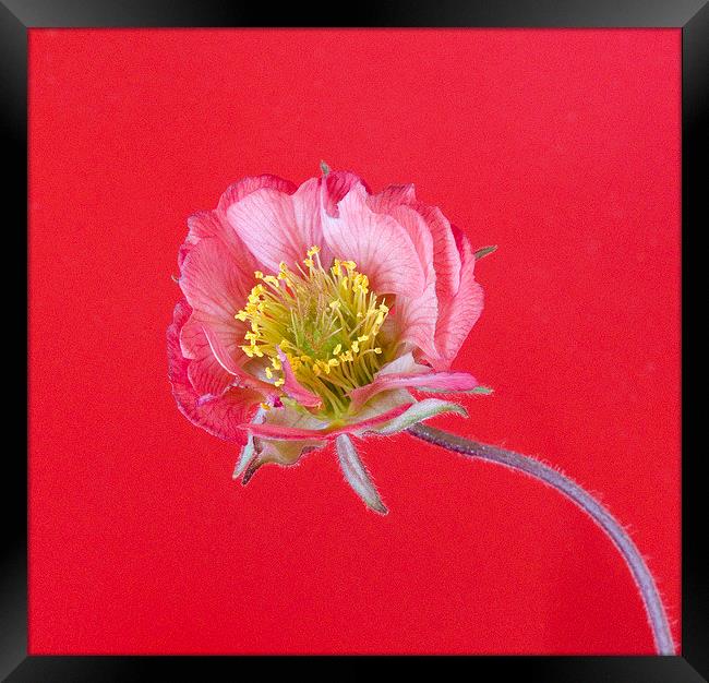 Geum Framed Print by Colin Tracy