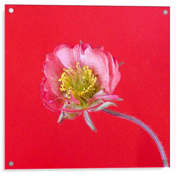 Geum Acrylic by Colin Tracy