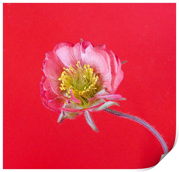 Geum Print by Colin Tracy