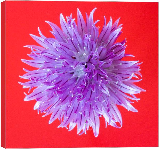 Chive Flower Canvas Print by Colin Tracy