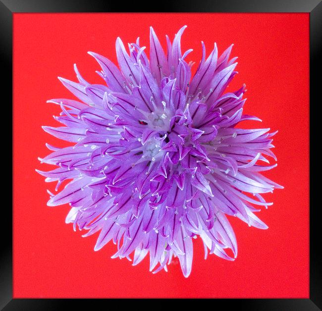 Chive Flower Framed Print by Colin Tracy