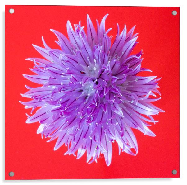 Chive Flower Acrylic by Colin Tracy