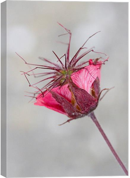 Portrait of Geum Flower Canvas Print by Colin Tracy