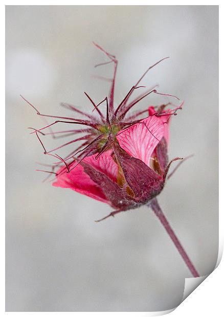 Portrait of Geum Flower Print by Colin Tracy