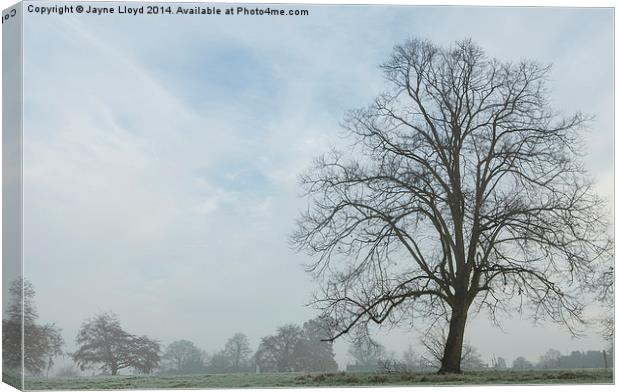 Freezing Fog in Admirals Park Canvas Print by J Lloyd