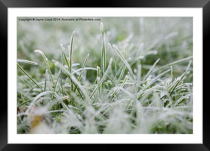 Frosty Grass Framed Mounted Print by J Lloyd
