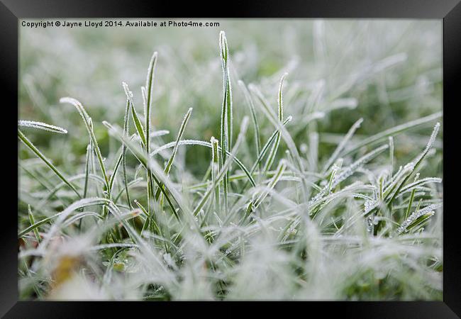 Frosty Grass Framed Print by J Lloyd