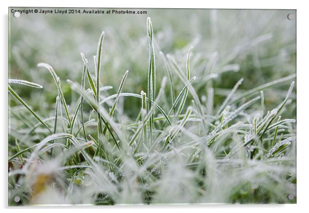 Frosty Grass Acrylic by J Lloyd