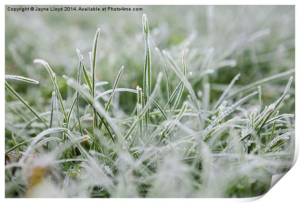 Frosty Grass Print by J Lloyd