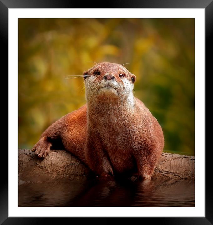 Asian Short toed Otter Framed Mounted Print by Richie Fairlamb