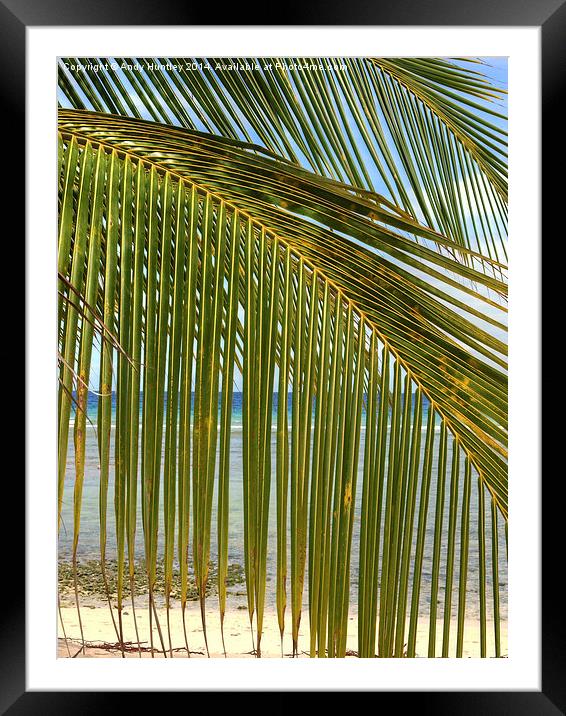 Palm Beach Framed Mounted Print by Andy Huntley