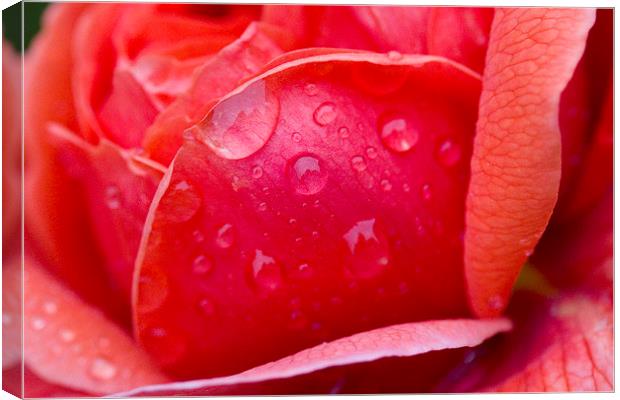 Raindrops on Rose Canvas Print by Colin Tracy
