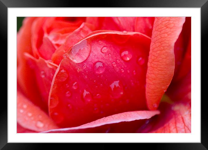 Raindrops on Rose Framed Mounted Print by Colin Tracy