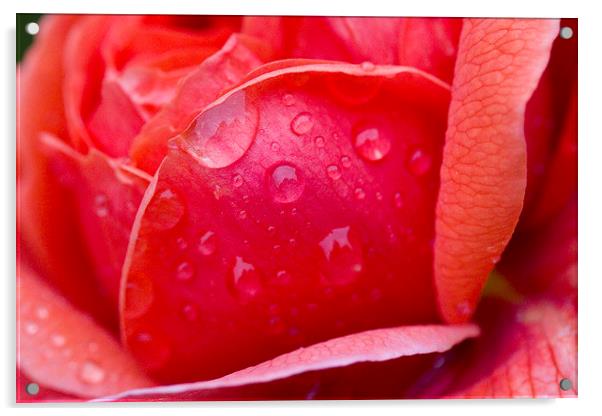 Raindrops on Rose Acrylic by Colin Tracy