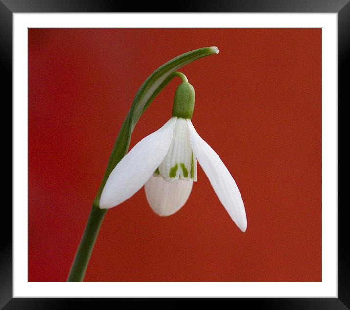 Snowdrop Framed Mounted Print by Colin Tracy