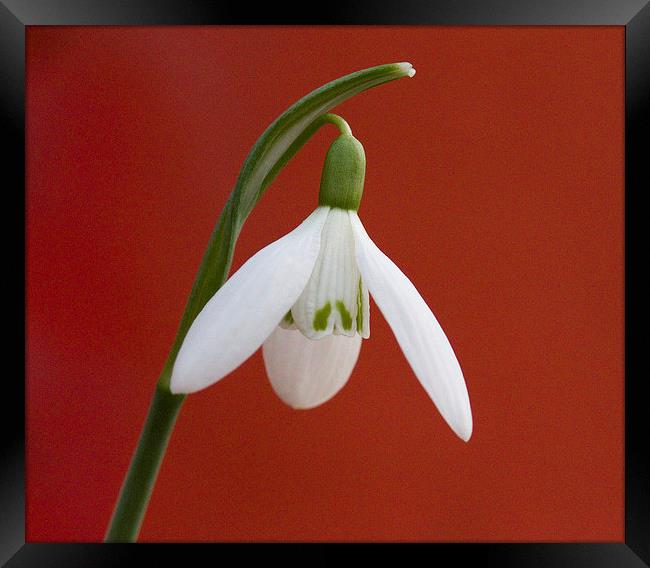 Snowdrop Framed Print by Colin Tracy
