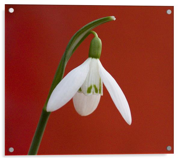 Snowdrop Acrylic by Colin Tracy