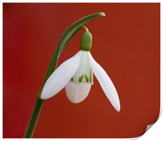 Snowdrop Print by Colin Tracy