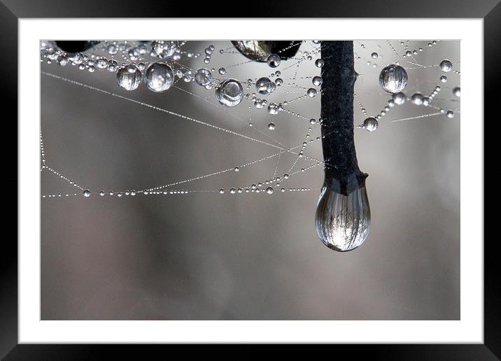 Rain softened Barbed Wire Framed Mounted Print by Colin Tracy