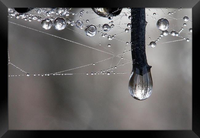 Rain softened Barbed Wire Framed Print by Colin Tracy