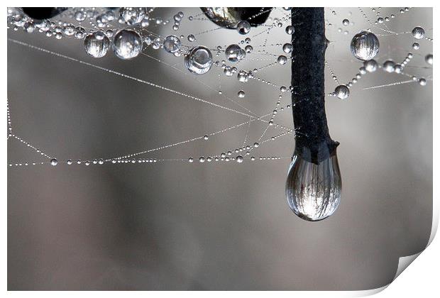 Rain softened Barbed Wire Print by Colin Tracy