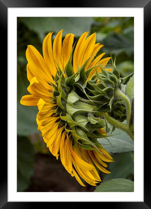Sunflower Framed Mounted Print by Colin Tracy